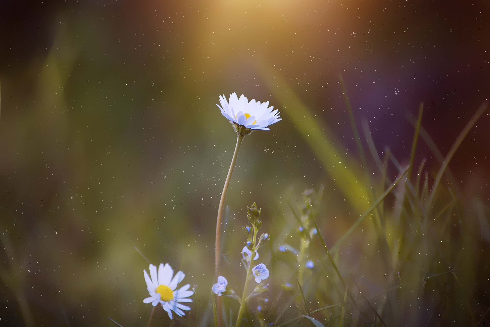 Daisy in a field with a rainbow coming in from the background