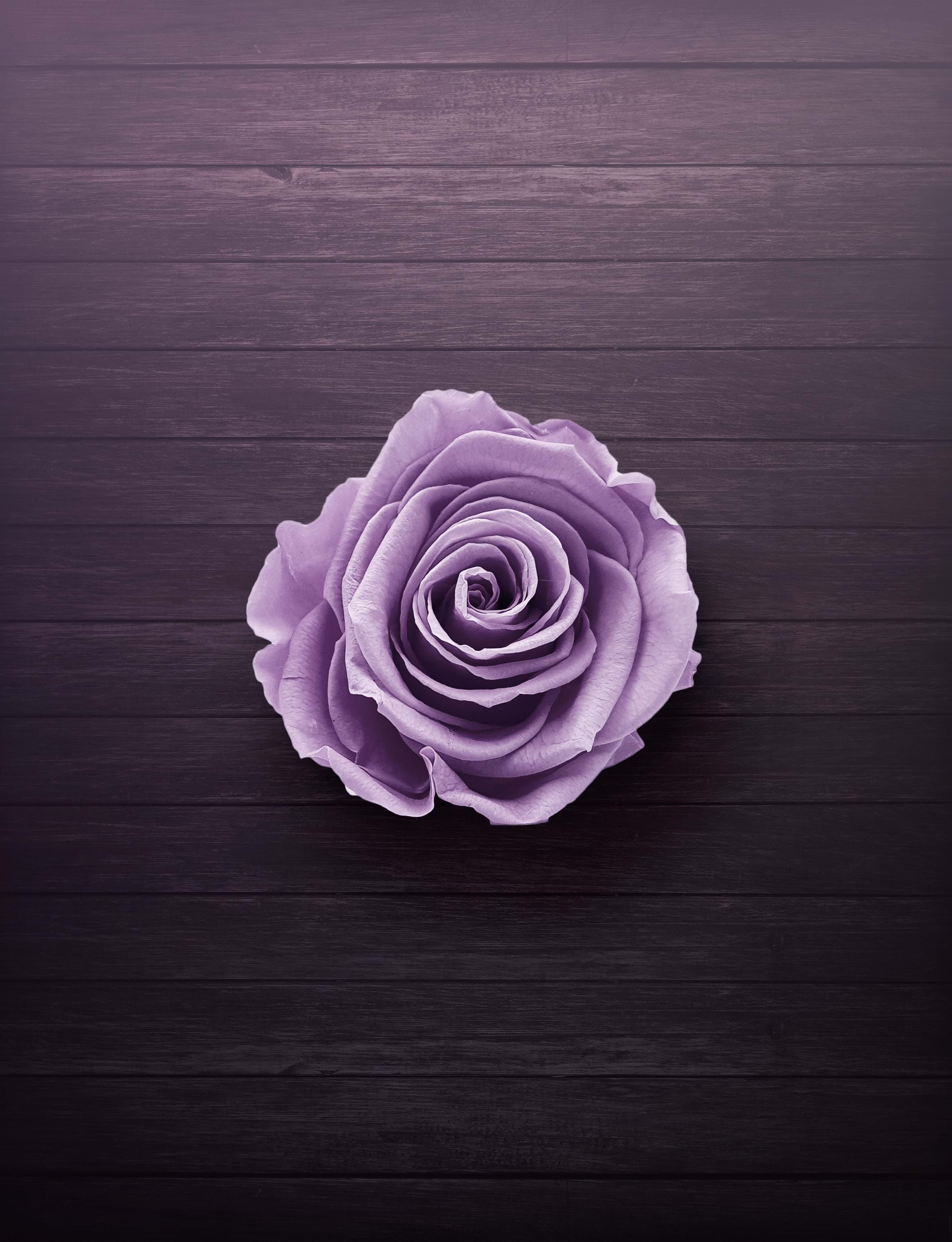 A light purple rose sat on a wooden background