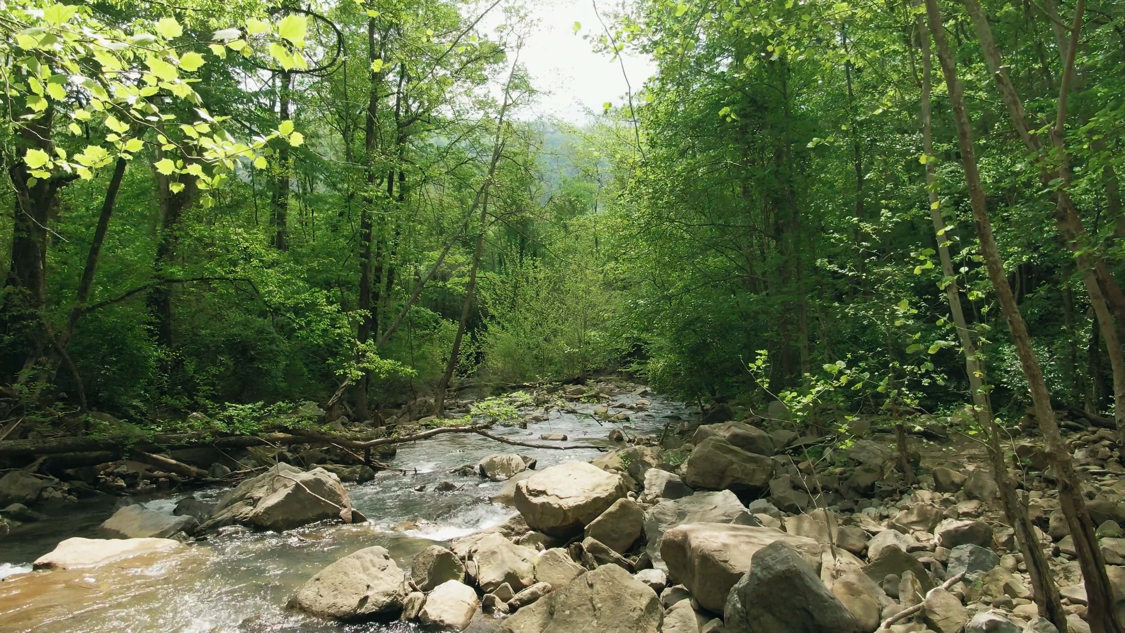 River running through a woodland