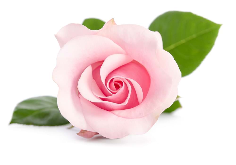 A light purple rose sat on a wooden background